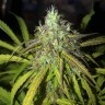 заказать семена конопли Auto Amnesia Haze feminised заказать семена конопли Auto Amnesia Haze feminised