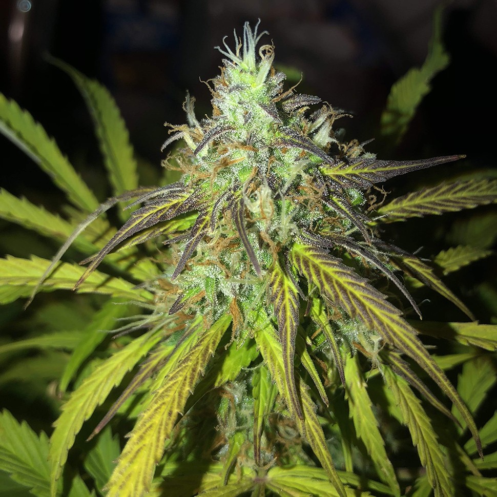 Семена ганжа Auto Amnesia Haze feminised Ganja Seeds