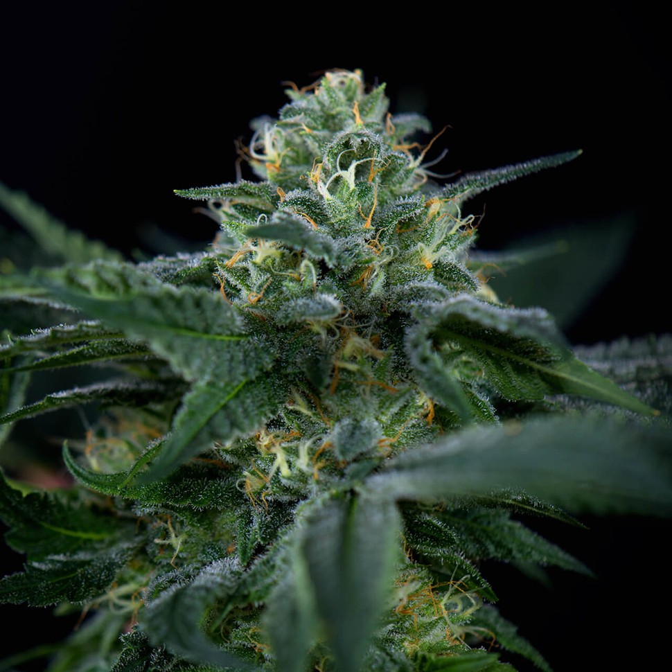 Семена New Moon feminised Ganja Seeds
