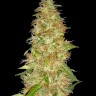 Семена New Moon feminised Ganja Seeds Семена New Moon feminised Ganja Seeds