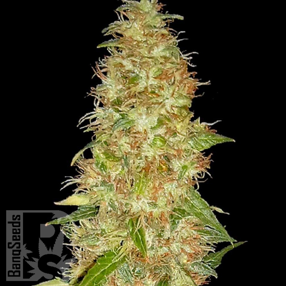Семена New Moon feminised Ganja Seeds Семена New Moon feminised Ganja Seeds