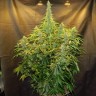 купить семена сортовой конопли Northern Lights x AK feminised купить семена сортовой конопли Northern Lights x AK feminised