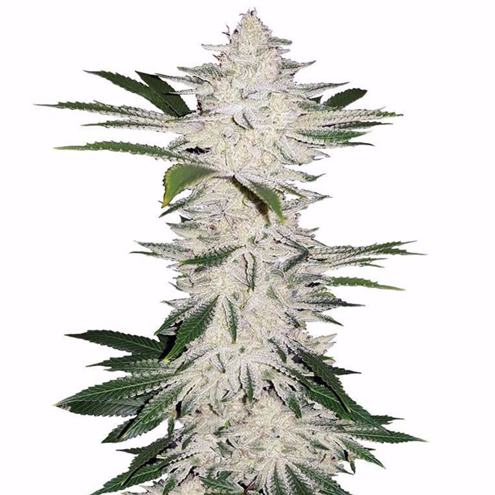 купить автоцветущие семена конопли Auto Chemdawg feminised купить автоцветущие семена конопли Auto Chemdawg feminised