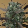 Семена каннабиса Auto Chemdawg feminised Ganja Seeds Семена каннабиса Auto Chemdawg feminised Ganja Seeds
