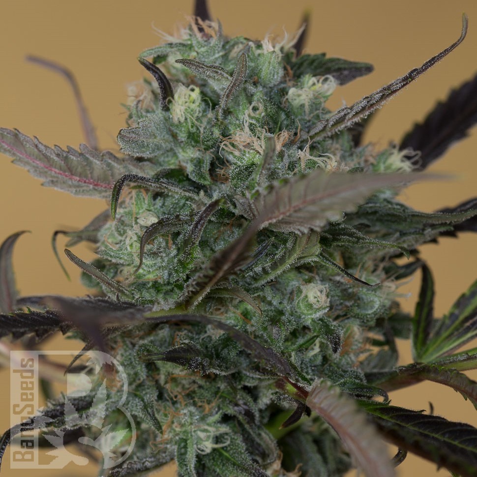 Семена каннабиса Auto Chemdawg feminised Ganja Seeds