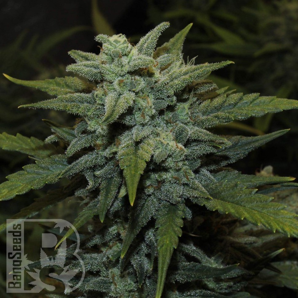 Семена каннабиса Auto Chemdawg feminised Ganja Seeds Семена каннабиса Auto Chemdawg feminised Ganja Seeds
