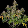 Семена каннабиса Auto Chemdawg feminised Ganja Seeds Семена каннабиса Auto Chemdawg feminised Ganja Seeds