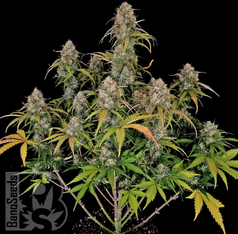 Семена каннабиса Auto Chemdawg feminised Ganja Seeds Семена каннабиса Auto Chemdawg feminised Ganja Seeds