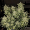 Семена каннабиса Auto Chemdawg feminised Ganja Seeds Семена каннабиса Auto Chemdawg feminised Ganja Seeds