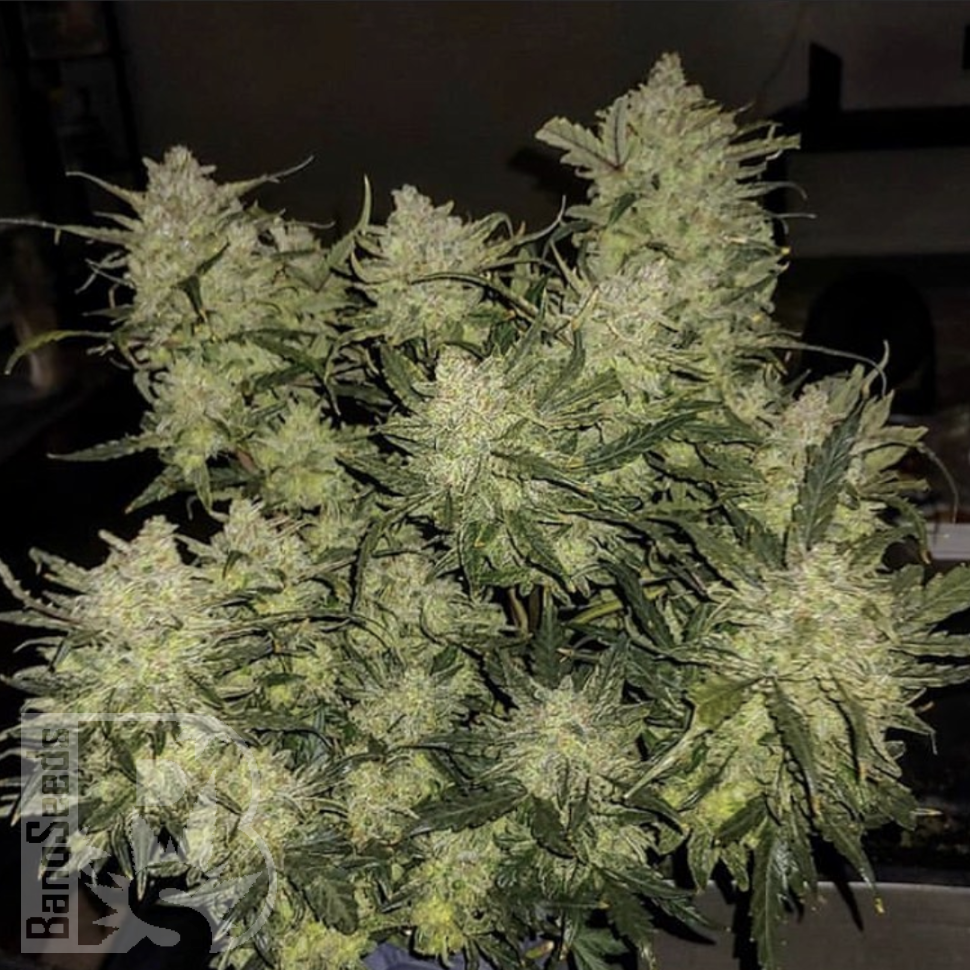 Семена каннабиса Auto Chemdawg feminised Ganja Seeds Семена каннабиса Auto Chemdawg feminised Ganja Seeds