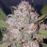 Семена каннабиса Auto Chemdawg feminised Ganja Seeds Семена каннабиса Auto Chemdawg feminised Ganja Seeds