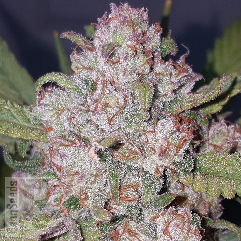 Семена каннабиса Auto Chemdawg feminised Ganja Seeds Семена каннабиса Auto Chemdawg feminised Ganja Seeds