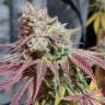 Семена каннабиса Auto Chemdawg feminised Ganja Seeds Семена каннабиса Auto Chemdawg feminised Ganja Seeds