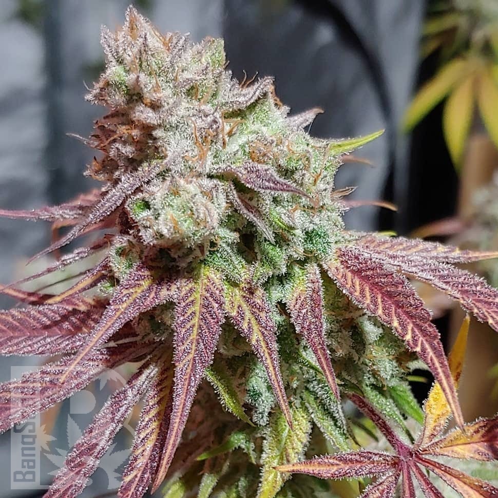 Семена каннабиса Auto Chemdawg feminised Ganja Seeds Семена каннабиса Auto Chemdawg feminised Ganja Seeds