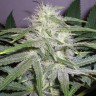 купить семена конопли автоцвет Auto Chuck Chuck feminised купить семена конопли автоцвет Auto Chuck Chuck feminised