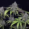 Семена ганжа Auto Chuck Chuck feminised Bang Seeds Семена ганжа Auto Chuck Chuck feminised Bang Seeds