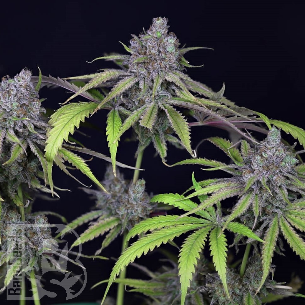 Семена ганжа Auto Chuck Chuck feminised Bang Seeds Семена ганжа Auto Chuck Chuck feminised Bang Seeds