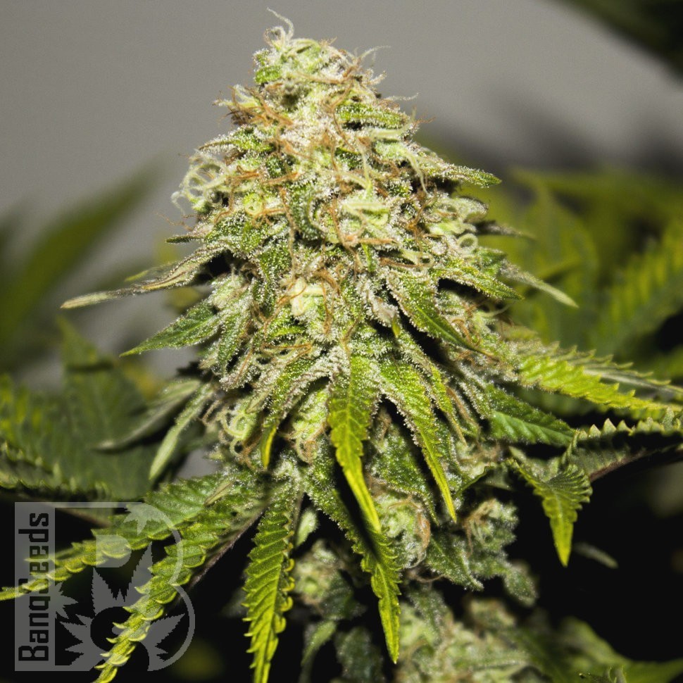 Семена ганжа Auto Chuck Chuck feminised Bang Seeds Семена ганжа Auto Chuck Chuck feminised Bang Seeds