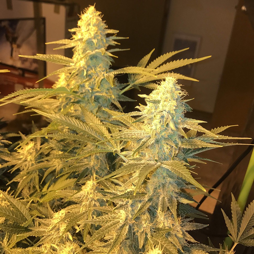 Семена ганжа Snow Leopard feminised Bang Seeds
