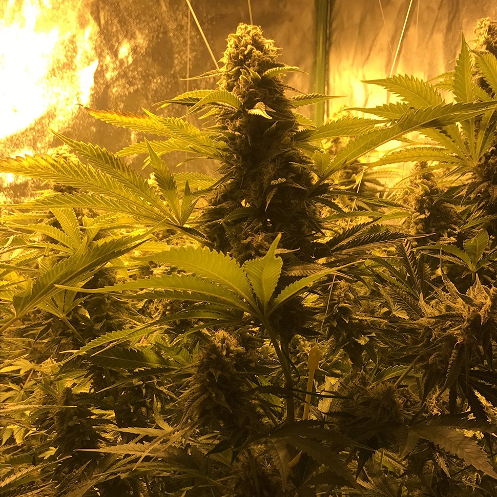 купить семена конопли в оригинальных упаковках Snow Leopard feminised купить семена конопли в оригинальных упаковках Snow Leopard feminised