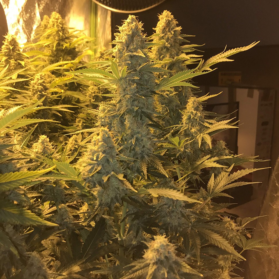 купить урожайные семена конопли Snow Leopard feminised купить урожайные семена конопли Snow Leopard feminised