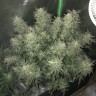 Автоцветущие сорта конопли Auto Bomb feminised Ganja Seeds Автоцветущие сорта конопли Auto Bomb feminised Ganja Seeds