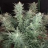 Феминизированные сорта конопли Auto Bomb feminised Ganja Seeds Феминизированные сорта конопли Auto Bomb feminised Ganja Seeds