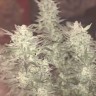 Семена каннабиса Auto Bomb feminised Ganja Seeds Семена каннабиса Auto Bomb feminised Ganja Seeds