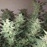 Недорогие семена конопли Auto Bomb feminised Ganja Seeds Недорогие семена конопли Auto Bomb feminised Ganja Seeds