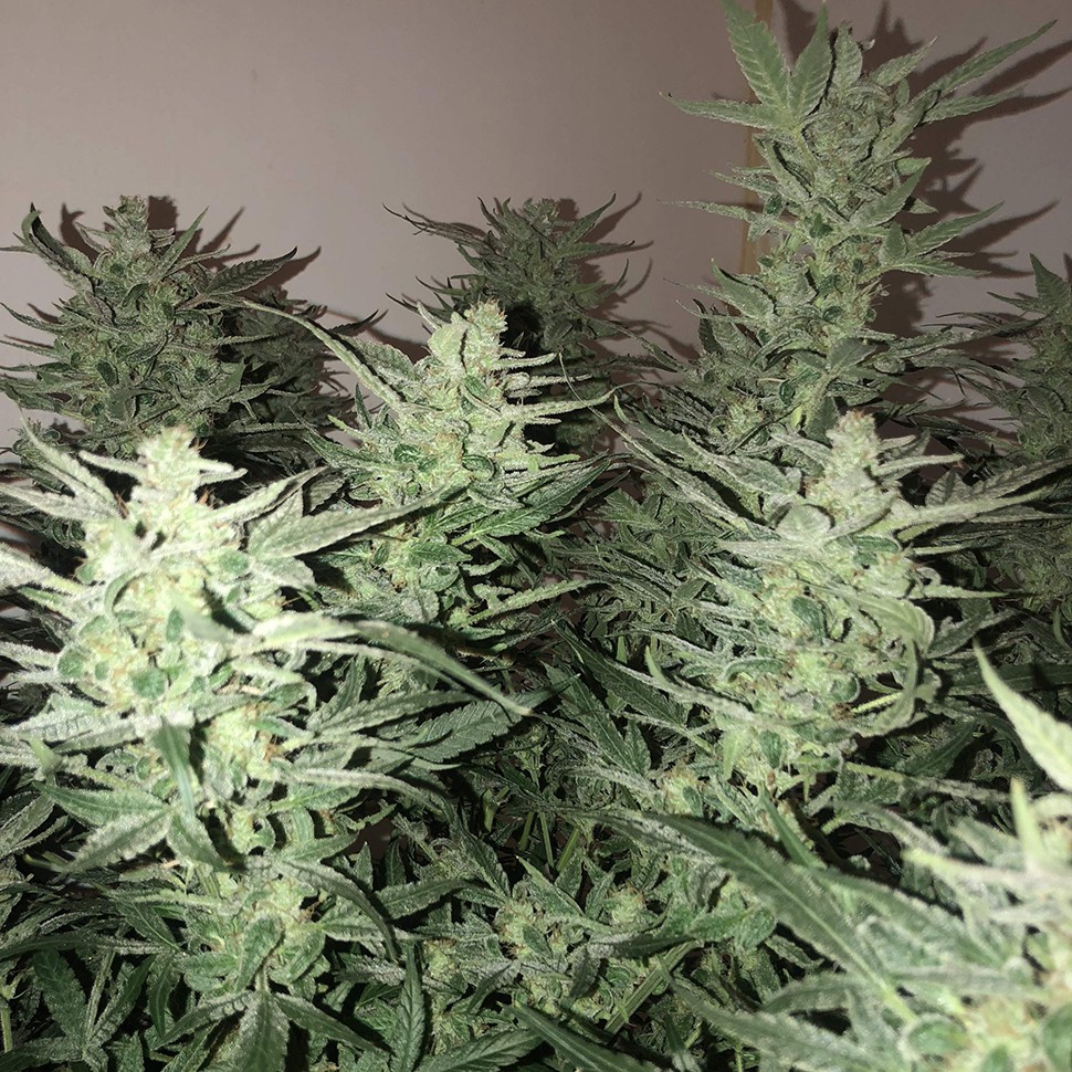 Недорогие семена конопли Auto Bomb feminised Ganja Seeds Недорогие семена конопли Auto Bomb feminised Ganja Seeds