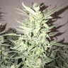 Семена сортовой конопли Auto Bomb feminised Ganja Seeds Семена сортовой конопли Auto Bomb feminised Ganja Seeds