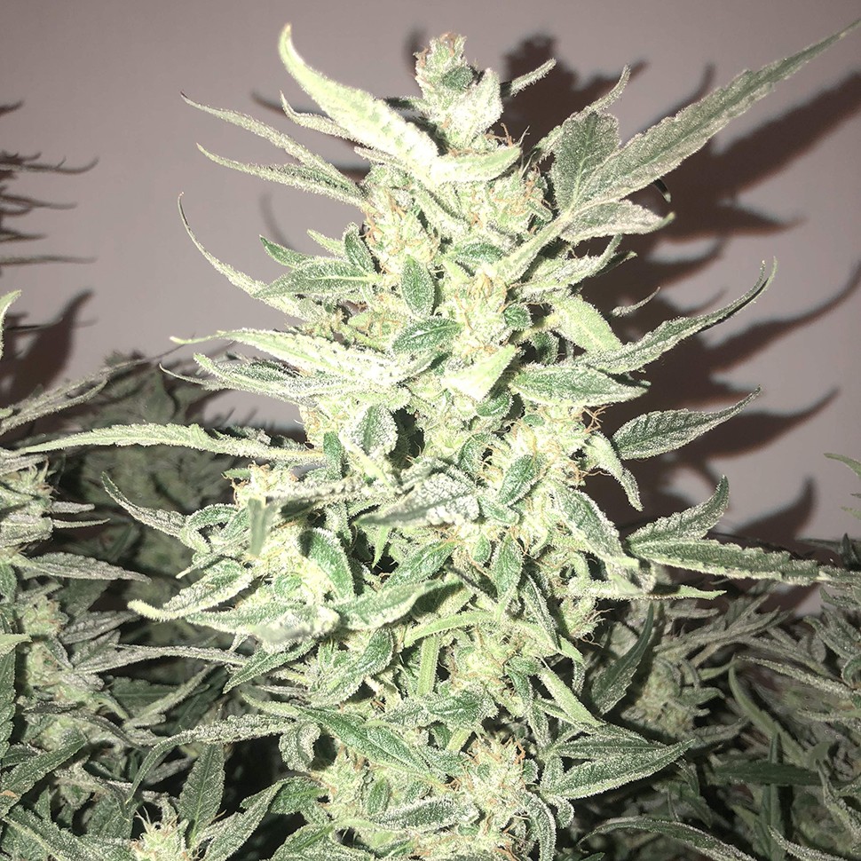 Семена сортовой конопли Auto Bomb feminised Ganja Seeds Семена сортовой конопли Auto Bomb feminised Ganja Seeds