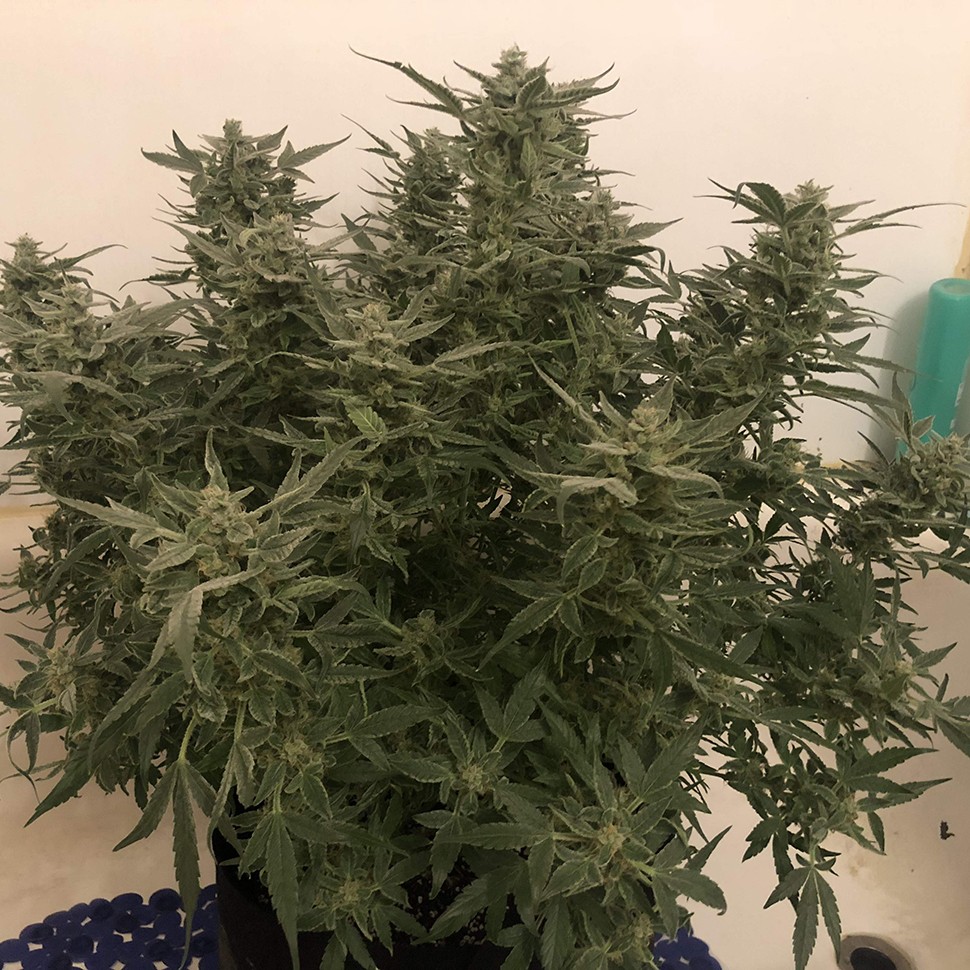 Качественные семена конопли Auto Bomb feminised Ganja Seeds Качественные семена конопли Auto Bomb feminised Ganja Seeds