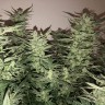 Семена марихуаны Auto Bomb feminised Ganja Seeds Семена марихуаны Auto Bomb feminised Ganja Seeds