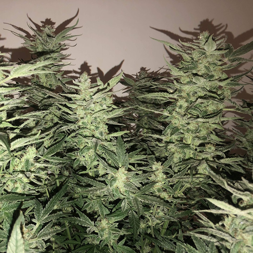 Семена марихуаны Auto Bomb feminised Ganja Seeds Семена марихуаны Auto Bomb feminised Ganja Seeds