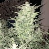Семена конопли Auto Bomb feminised Ganja Seeds Семена конопли Auto Bomb feminised Ganja Seeds