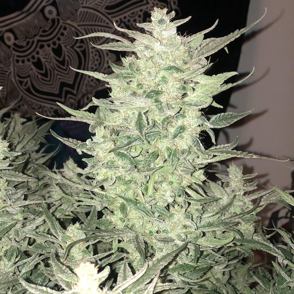 Семена Auto Bomb feminised Ganja Seeds