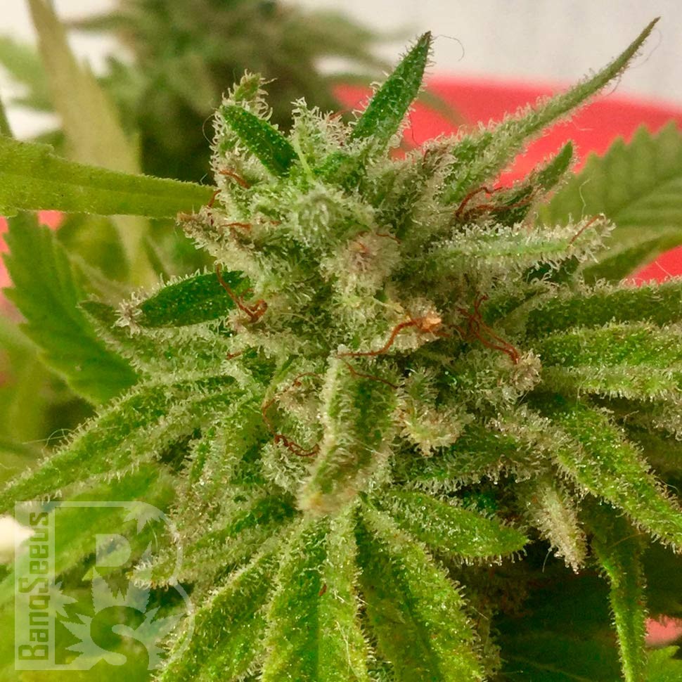 Семена конопли Auto Mandarine feminised Ganja Seeds