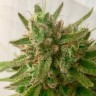 Семена конопли Auto Mandarine feminised Ganja Seeds Семена конопли Auto Mandarine feminised Ganja Seeds
