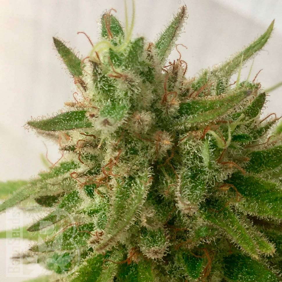 Семена конопли Auto Mandarine feminised Ganja Seeds Семена конопли Auto Mandarine feminised Ganja Seeds