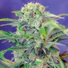 Семена марихуаны Auto Mandarine feminised Ganja Seeds Семена марихуаны Auto Mandarine feminised Ganja Seeds