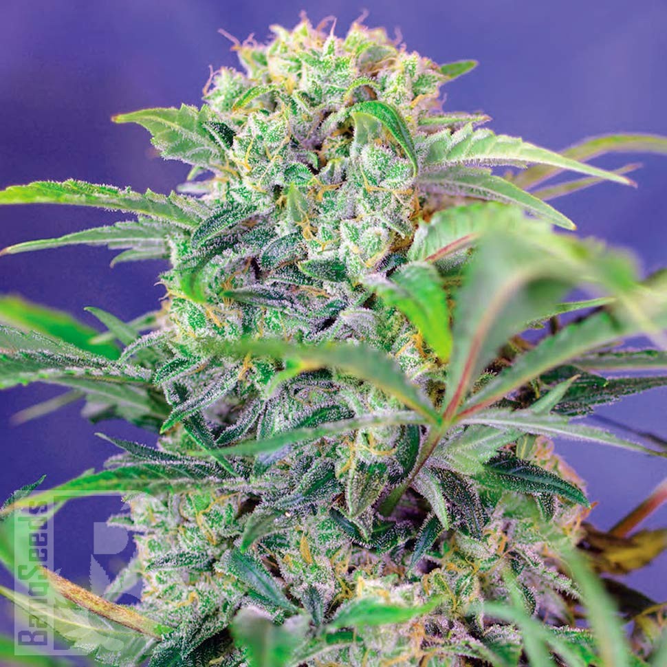 Семена марихуаны Auto Mandarine feminised Ganja Seeds Семена марихуаны Auto Mandarine feminised Ganja Seeds