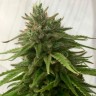 Семена Auto Mandarine feminised Ganja Seeds недорого Семена Auto Mandarine feminised Ganja Seeds недорого