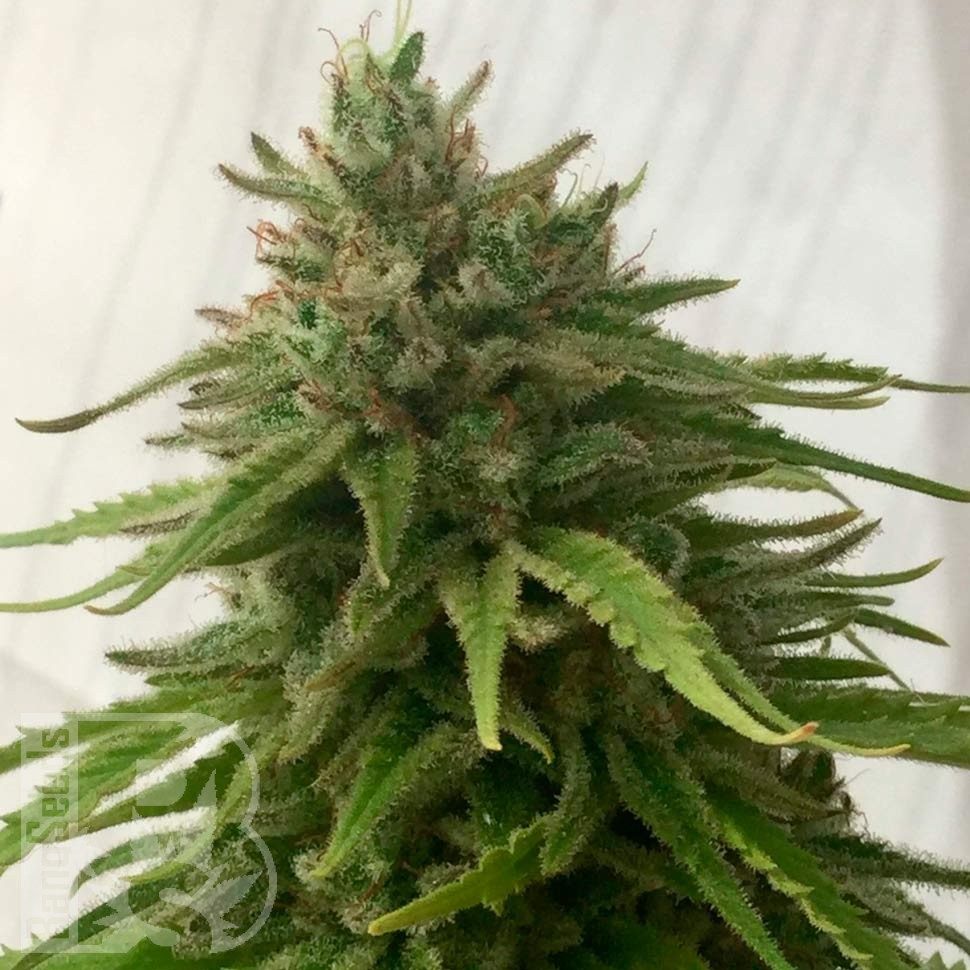 Семена Auto Mandarine feminised Ganja Seeds недорого Семена Auto Mandarine feminised Ganja Seeds недорого