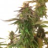 Заказать семена Auto Mandarine feminised Ganja Seeds Заказать семена Auto Mandarine feminised Ganja Seeds