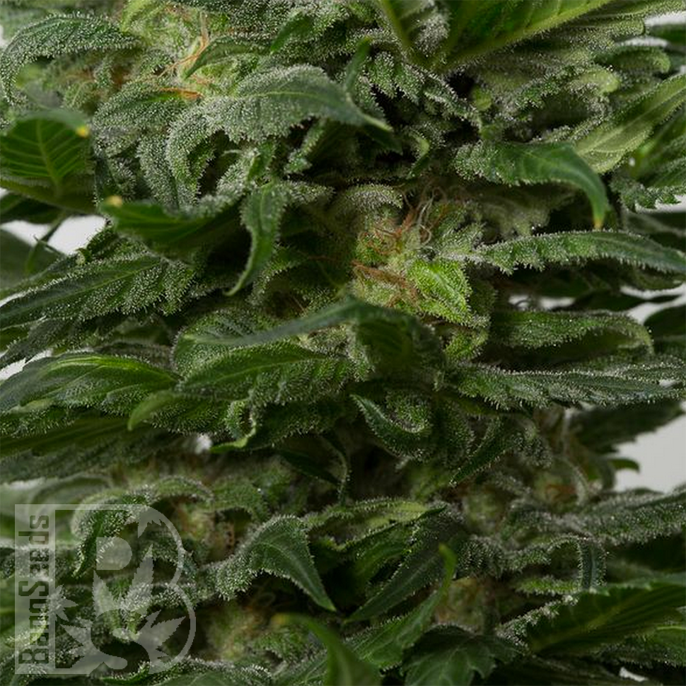 Grapefruit Alpha Dog feminised Ganja Seeds Grapefruit Alpha Dog feminised Ganja Seeds