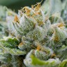 Grapefruit Alpha Dog feminised Ganja Seeds Grapefruit Alpha Dog feminised Ganja Seeds