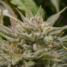 Grapefruit Alpha Dog feminised Ganja Seeds Grapefruit Alpha Dog feminised Ganja Seeds