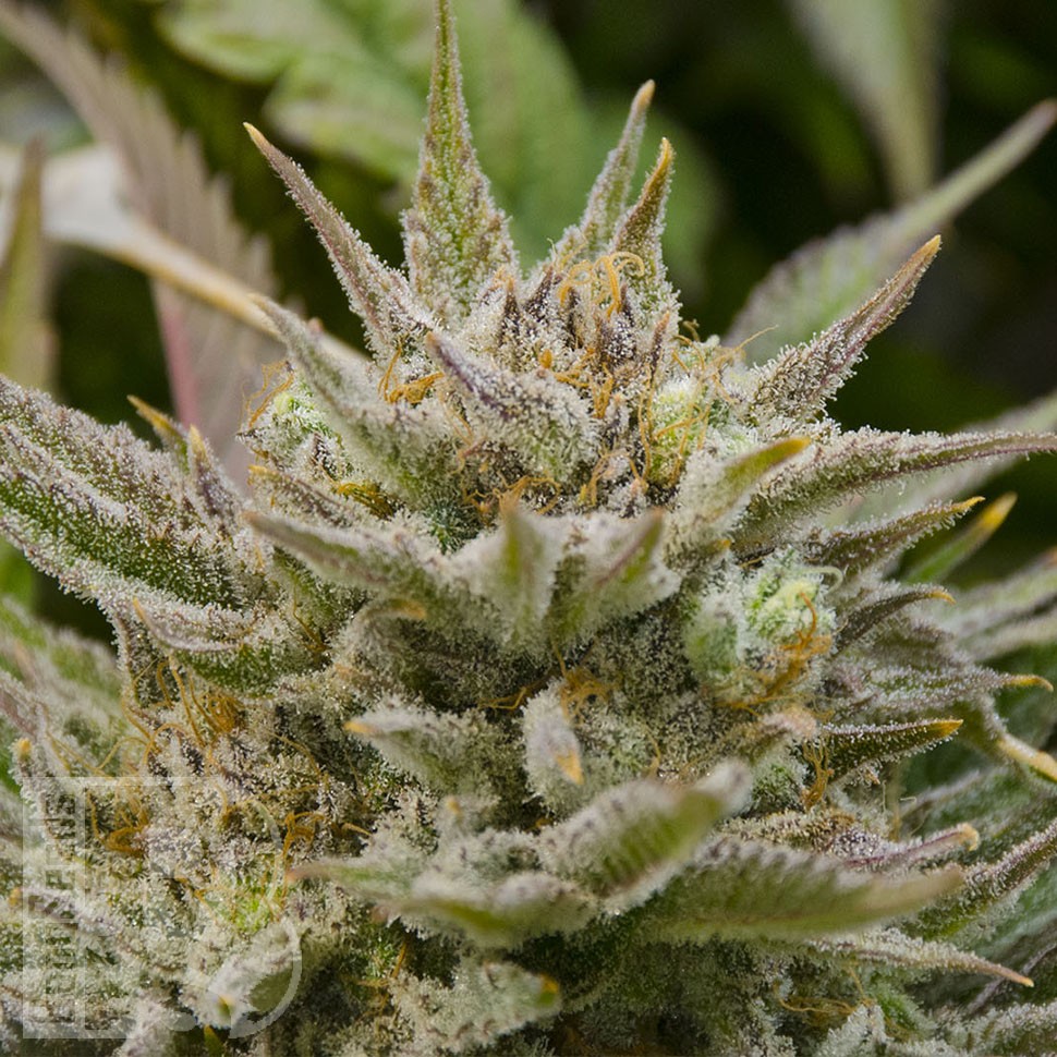 Grapefruit Alpha Dog feminised Ganja Seeds Grapefruit Alpha Dog feminised Ganja Seeds