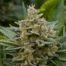 Grapefruit Alpha Dog feminised Ganja Seeds Grapefruit Alpha Dog feminised Ganja Seeds